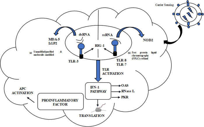 An external file that holds a picture, illustration, etc.
Object name is OncolRes-32-43987-f003.jpg