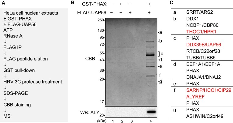 An external file that holds a picture, illustration, etc.
Object name is gkae622fig5.jpg