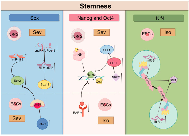 An external file that holds a picture, illustration, etc.
Object name is biomolecules-14-01167-g003.jpg