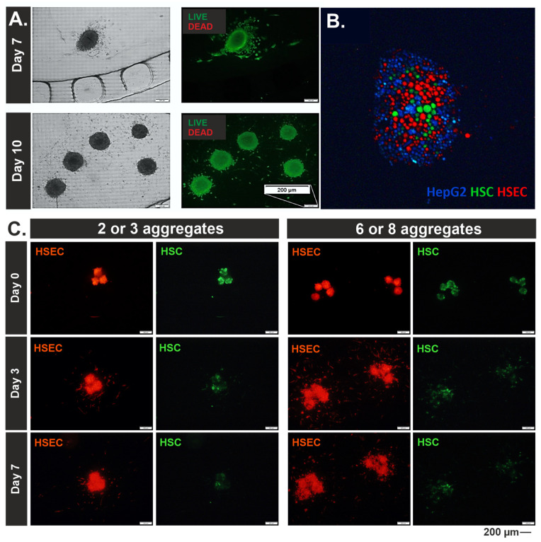 An external file that holds a picture, illustration, etc.
Object name is biosensors-14-00435-g003.jpg