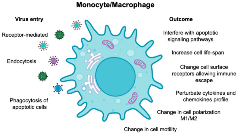 An external file that holds a picture, illustration, etc.
Object name is viruses-16-01612-g002.jpg