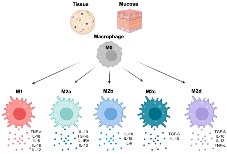 An external file that holds a picture, illustration, etc.
Object name is viruses-16-01612-g004.jpg