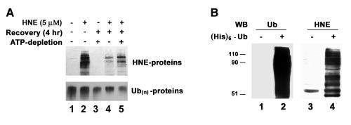 An external file that holds a picture, illustration, etc.
Object name is nihms-4707-0006.jpg