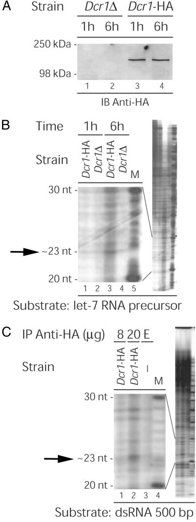 An external file that holds a picture, illustration, etc.
Object name is pq2526331003.jpg