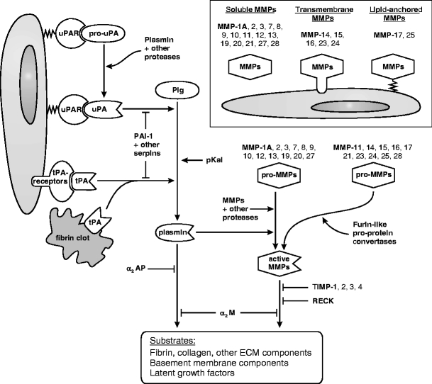 An external file that holds a picture, illustration, etc.
Object name is 10911_2007_9040_Fig1_HTML.jpg