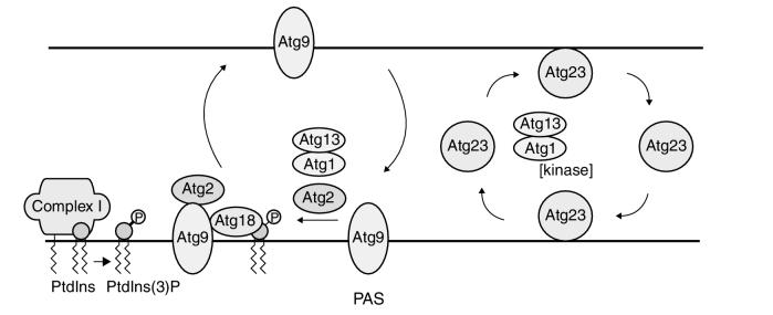 An external file that holds a picture, illustration, etc.
Object name is nihms-14555-0006.jpg