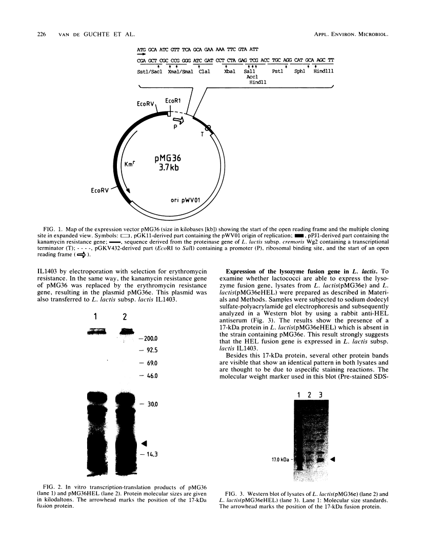 icon of scanned page 226