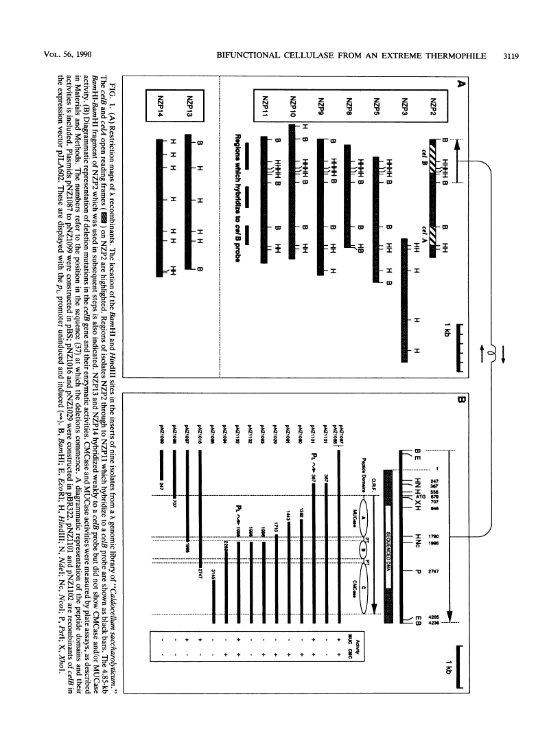 icon of scanned page 3119