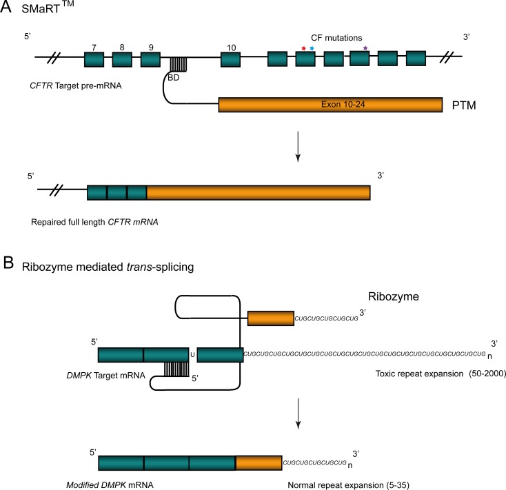 An external file that holds a picture, illustration, etc.
Object name is pgen.0030109.g002.jpg