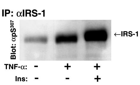 An external file that holds a picture, illustration, etc.
Object name is JCI0110934.f7.jpg