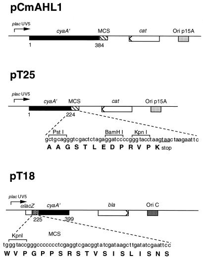 An external file that holds a picture, illustration, etc.
Object name is pq0980756002.jpg