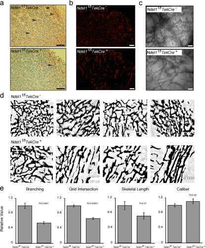 An external file that holds a picture, illustration, etc.
Object name is jcb1770539f03.jpg