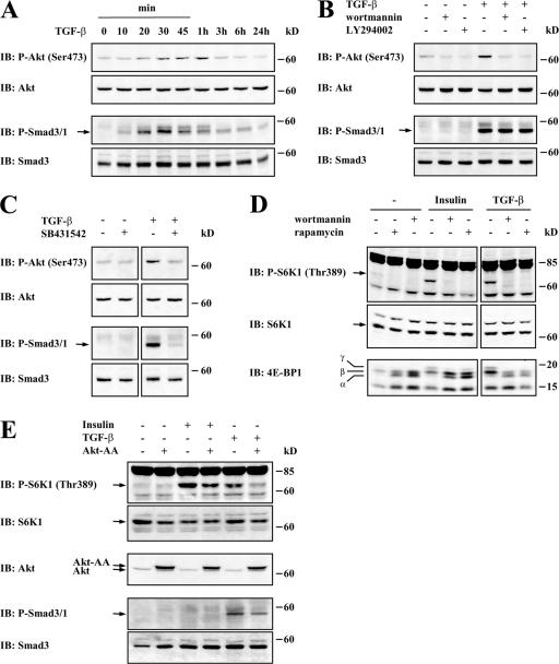 An external file that holds a picture, illustration, etc.
Object name is jcb1780437f03.jpg