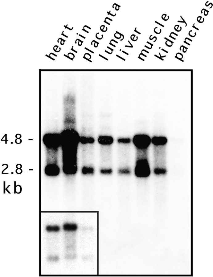 An external file that holds a picture, illustration, etc.
Object name is JCB9806135.f2.jpg