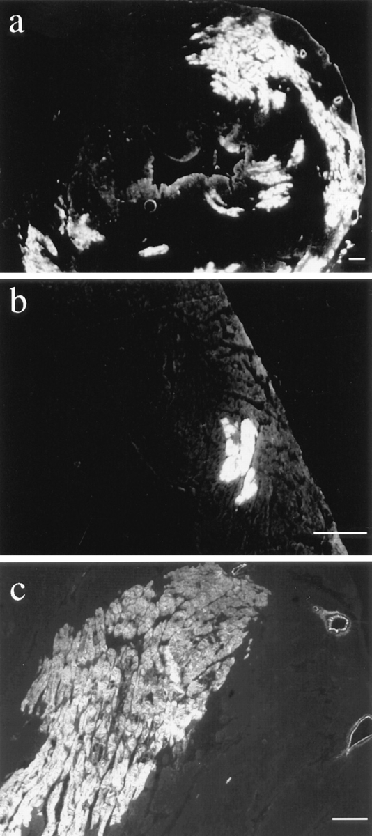 An external file that holds a picture, illustration, etc.
Object name is JCB.16464f3.jpg