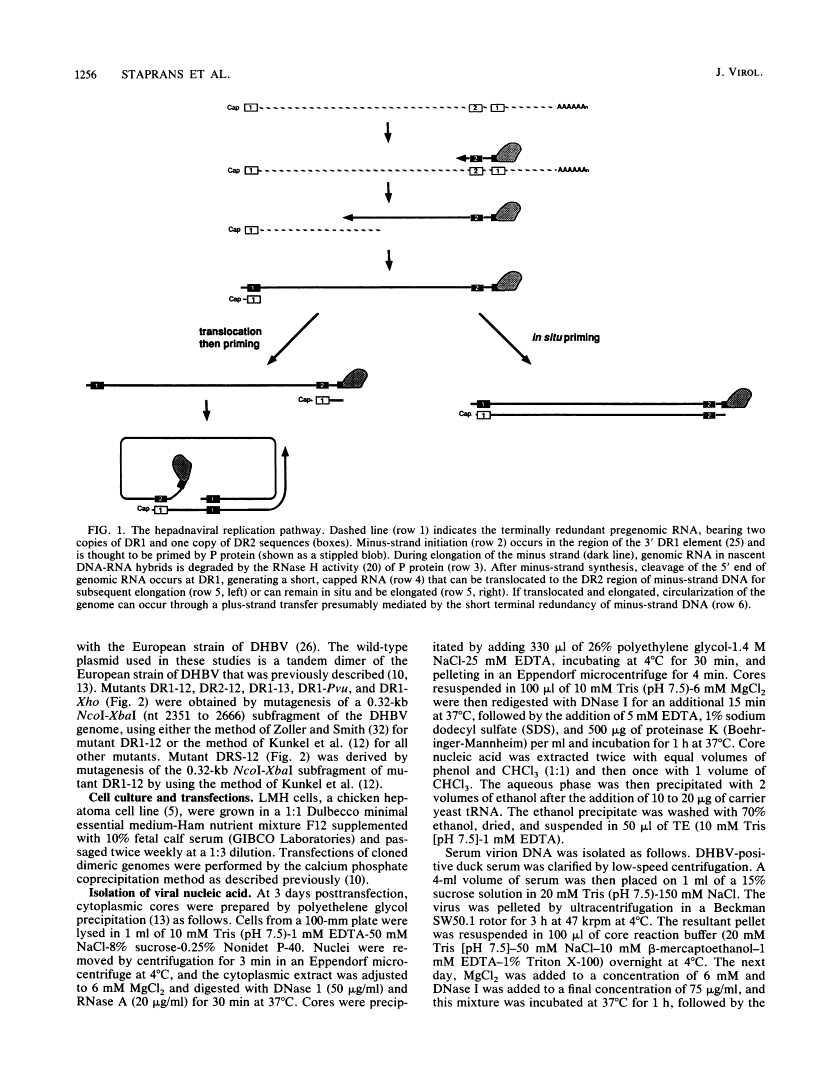 icon of scanned page 1256