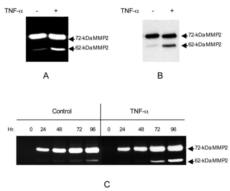 An external file that holds a picture, illustration, etc.
Object name is nihms46646f1.jpg