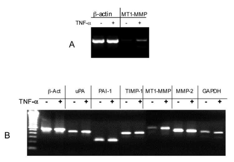 An external file that holds a picture, illustration, etc.
Object name is nihms46646f5.jpg