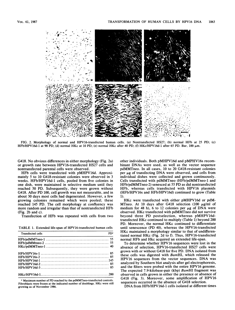 icon of scanned page 1063