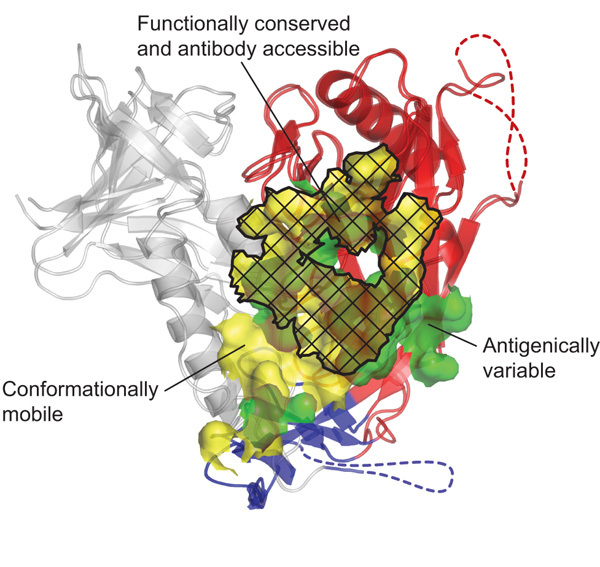 An external file that holds a picture, illustration, etc.
Object name is 41586_2007_Article_BFnature05580_Fig4_HTML.jpg