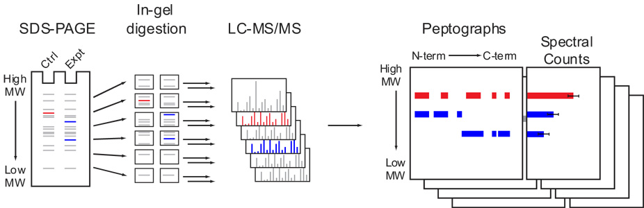 An external file that holds a picture, illustration, etc.
Object name is nihms67899f1.jpg