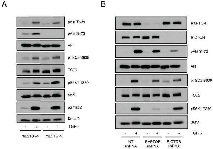 An external file that holds a picture, illustration, etc.
Object name is nihms-76461-f0004.jpg