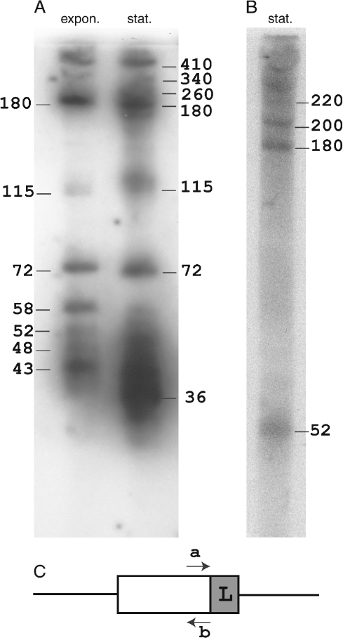 An external file that holds a picture, illustration, etc.
Object name is Archaea-02-059-g004.jpg