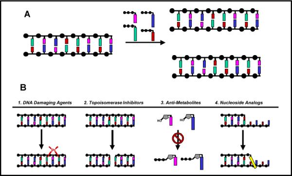 An external file that holds a picture, illustration, etc.
Object name is nihms-112579-f0001.jpg