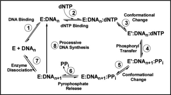 An external file that holds a picture, illustration, etc.
Object name is nihms-112579-f0002.jpg