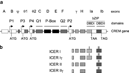 An external file that holds a picture, illustration, etc.
Object name is 12035_2009_8072_Fig1_HTML.jpg