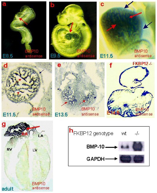 An external file that holds a picture, illustration, etc.
Object name is nihms131943f3.jpg