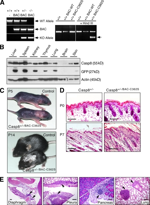 An external file that holds a picture, illustration, etc.
Object name is JEM_20090616_RGB_Fig1.jpg