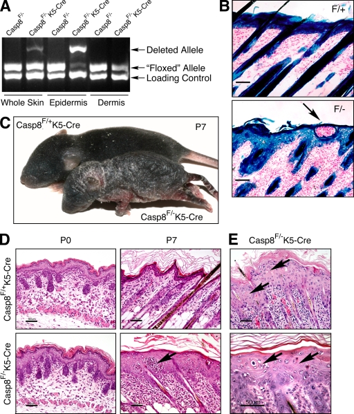 An external file that holds a picture, illustration, etc.
Object name is JEM_20090616_RGB_Fig2.jpg