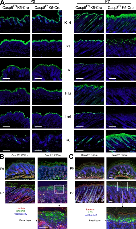 An external file that holds a picture, illustration, etc.
Object name is JEM_20090616_RGB_Fig4.jpg