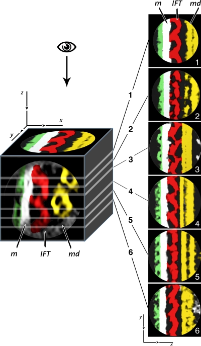 An external file that holds a picture, illustration, etc.
Object name is JCB_200905103_RGB_Fig6.jpg