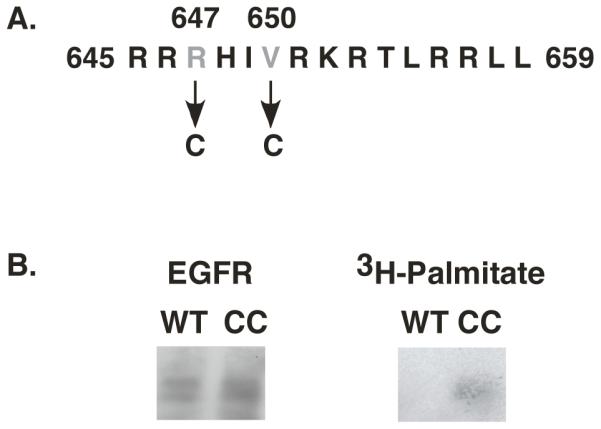 An external file that holds a picture, illustration, etc.
Object name is nihms-93583-f0001.jpg