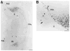 Fig. 10