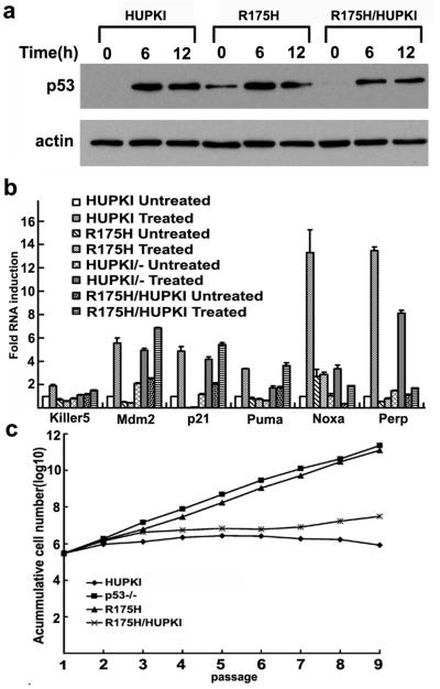 An external file that holds a picture, illustration, etc.
Object name is nihms-180934-f0001.jpg