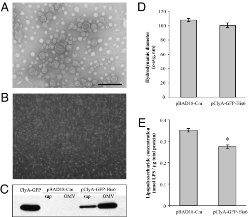 An external file that holds a picture, illustration, etc.
Object name is pnas.0805532107fig02.jpg