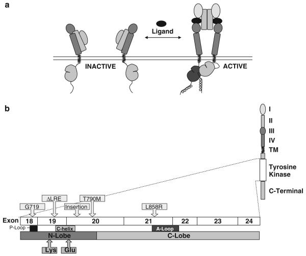 An external file that holds a picture, illustration, etc.
Object name is nihms-148095-f0001.jpg