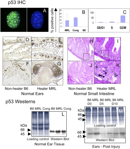 An external file that holds a picture, illustration, etc.
Object name is pnas.1000830107fig02.jpg