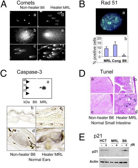 An external file that holds a picture, illustration, etc.
Object name is pnas.1000830107fig04.jpg