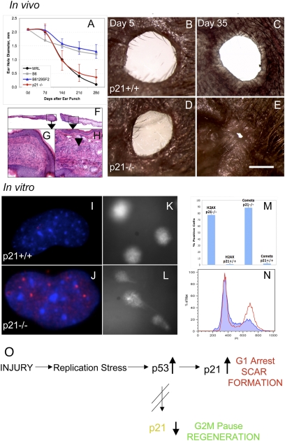 An external file that holds a picture, illustration, etc.
Object name is pnas.1000830107fig05.jpg