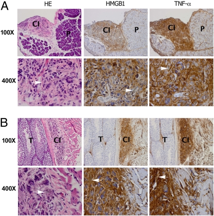 An external file that holds a picture, illustration, etc.
Object name is pnas.1006542107fig05.jpg