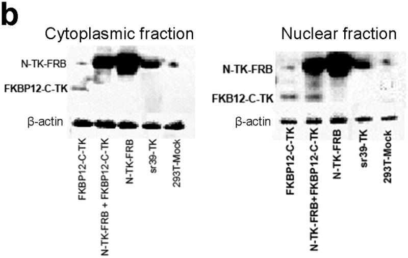 An external file that holds a picture, illustration, etc.
Object name is nihms201176f2b.jpg