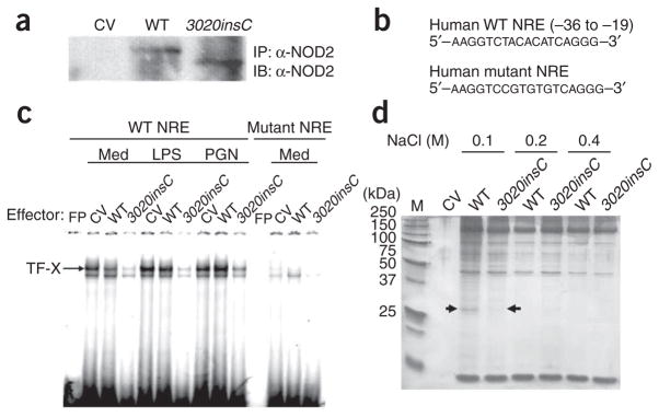 An external file that holds a picture, illustration, etc.
Object name is nihms227740f5.jpg