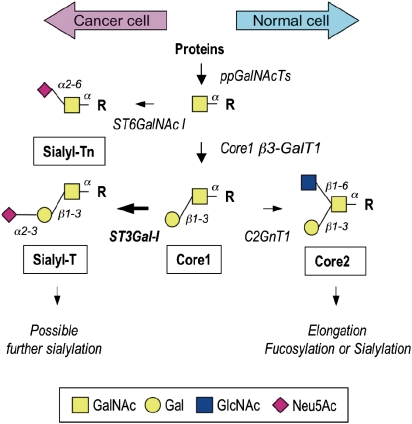 An external file that holds a picture, illustration, etc.
Object name is cwq085fig1.jpg