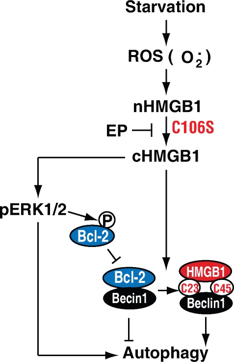 An external file that holds a picture, illustration, etc.
Object name is JCB_200911078_RGB_Fig8.jpg