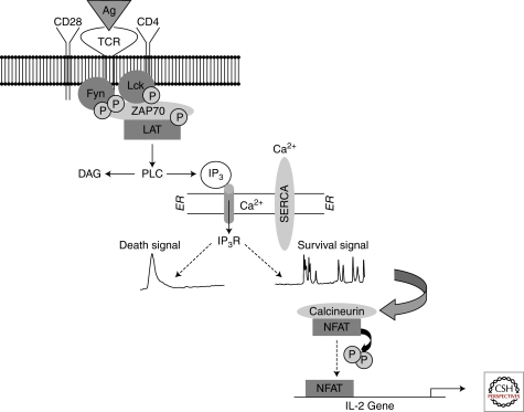 An external file that holds a picture, illustration, etc.
Object name is cshperspect-CAL-005579_F1.jpg