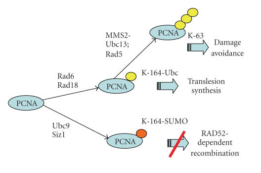 An external file that holds a picture, illustration, etc.
Object name is JNA2010-643857.001.jpg